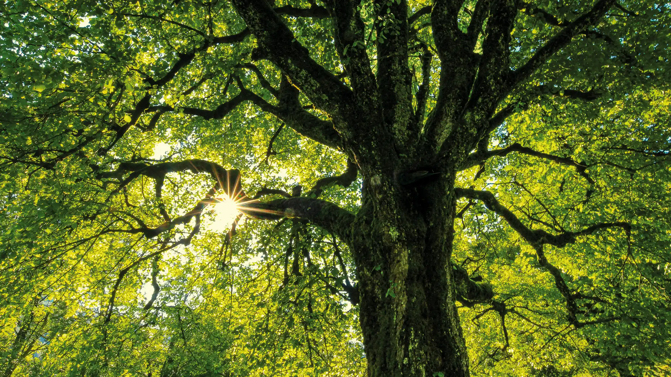 Main Plaza Suite Tower | Frankfurt