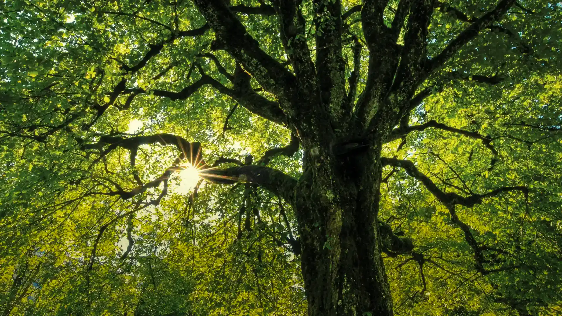 Main Plaza #StayGreen